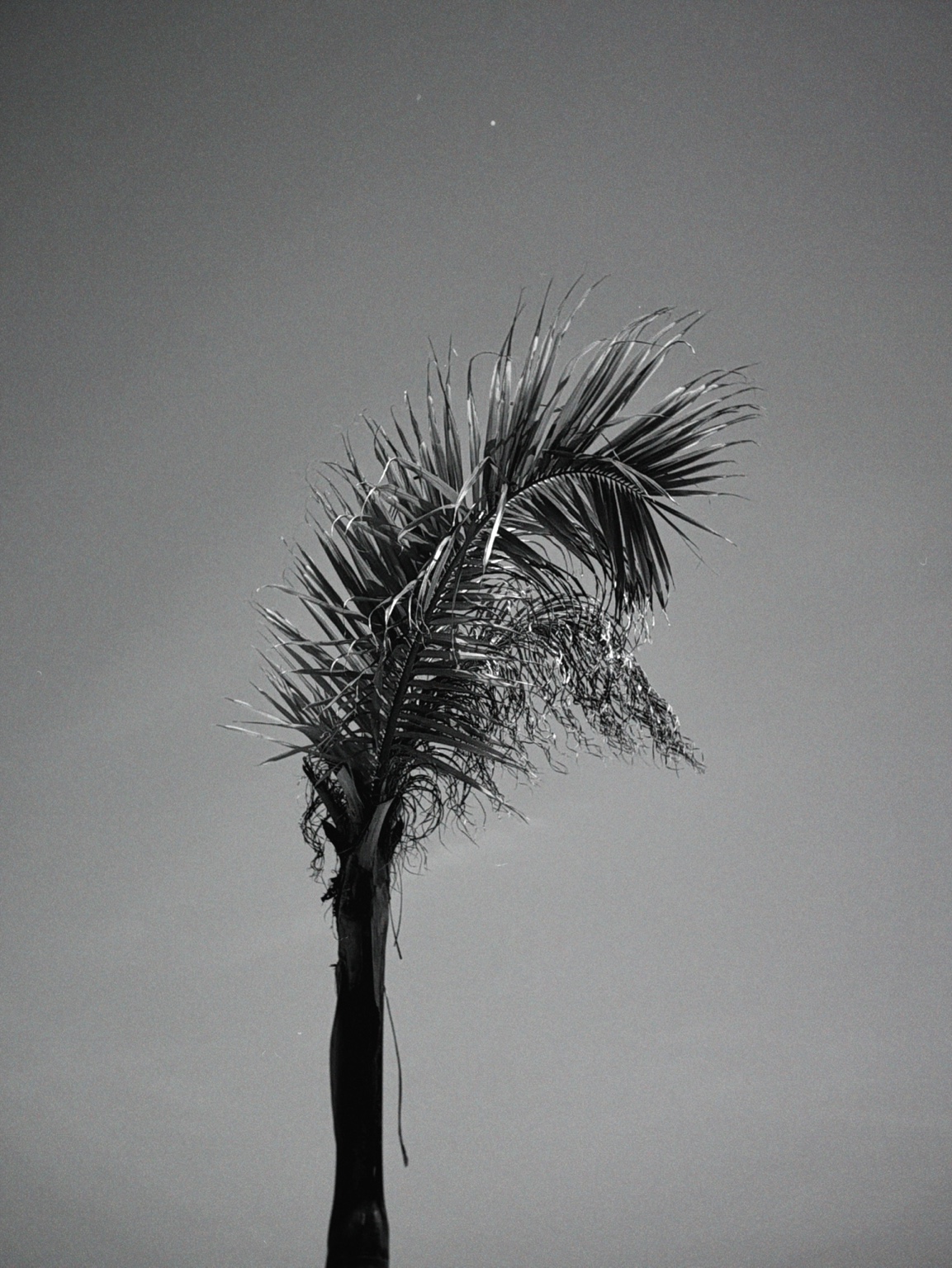 Palmera solitaria fotografiada en blanco y negro